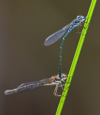 Austrolestes psyche